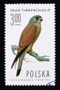 Postage stamp Poland, 1975. Common Kestrel Falco tinnunculus bird of prey Royalty Free Stock Photo