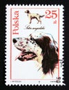 Postage stamp Poland 1989. English Setter dog breed Canis lupus familiaris