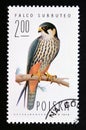 Postage stamp Poland, 1975. Eurasian Hobby falcon Falco subbuteo bird