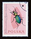 Postage stamp Poland, 1961. Golden Ground Beetle Carabus auronitens insect