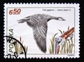 Postage stamp Poland, 1981. Greylag Goose Anser anser bird