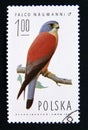 Postage stamp Poland, 1975. Lesser Kestrel Falco naumanni bird of prey Royalty Free Stock Photo