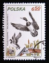 Postage stamp Poland, 1981. Mallard duck Anas platyrhynchos bird
