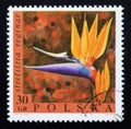 Postage stamp Poland, 1968. Strelizia reginae flower