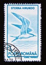 Postage stamp Romania, 1991. Common Stern Sterna hirundo bird