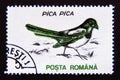 Postage stamp Romania, 1993. Eurasian Magpie Pica pica bird