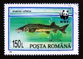 Postage stamp Romania, 1994. Sterlet Acipenser ruthenus fish