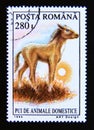 Postage stamp Romania, 1994. Young Foal Equus ferus caballus