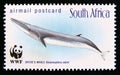 Postage stamp South Africa, 1998. Bryde\'s Whale Balaenoptera edeni fish Royalty Free Stock Photo