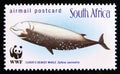 Postage stamp South Africa, 1998. Cuvier's Beaked Whale Zyphius cavirostris fish Royalty Free Stock Photo