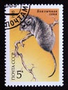 Postage stamp Soviet Union, CCCP 1985, Desert Dormouse, Selevinia betpakdalaensis