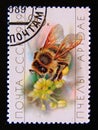 Postage stamp Soviet Union, CCCP,, 1989. Honey Bee Apis mellifica insect Royalty Free Stock Photo