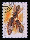 Postage stamp Soviet Union, CCCP,, 1989. Queen and Workers Apis mellifica on Honeycomb insect Royalty Free Stock Photo