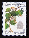 Postage stamp Soviet union, CCCP 1980. Small leaved Lime Tilia cordata tree