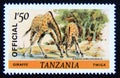 Postage stamp Tanzania, 1980. Giraffe Giraffa camelopardalis drinking Royalty Free Stock Photo