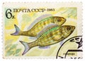 Post stamp printed in USSR (CCCP, soviet union) shows Perciformes (Percomorphi, Acanthopteri)