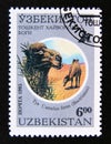 Postage stamp Uzbekistan, 1995. Bactrian Camel Camelus bactrianus ferus