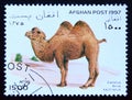 Postage stamp Afghanistan 1997, Bactrian Camel, Camelus ferus bactrianus