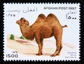 Postage stamp Afghanistan 1997. Bactrian Camel Camelus ferus bactrianus