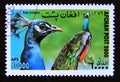 Postage stamp Afghanistan, 2000. Common Peacock Pavo cristatus bird