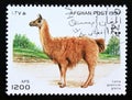 Postage stamp Afghanistan, 1997. Llama Lama guanicoe glama