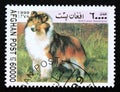 Postage stamp Afghanistan, 1999. Shetland Sheepdog dog breed Canis lupus familiaris