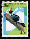 Postage stamp Benin, 1996. Ivory billed Woodpecker Campephilus principalis bird