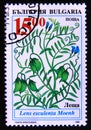 Postage stamp Bulgaria 1995. Lentil plant