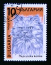 Postage stamp Bulgaria, 1989. Persian domesticated cat Felis silvestris catus Royalty Free Stock Photo