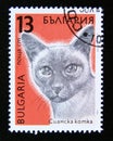 Postage stamp Bulgaria, 1989. Siamese domesticated cat Felis silvestris catus Royalty Free Stock Photo