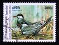 Postage stamp Cambodia, 2000. Whiskered Stern Chlidonias hybrida bird