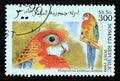 Postage stamp Cinderella 1999. Eastern rosella Platycercus eximius eximius