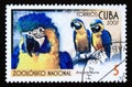 Postage stamp Cuba, 2007. Blue and yellow Macaw bird Ara ararauna