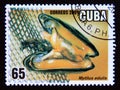 Postage stamp Cuba 2001. Common Mussels Mytilus edulis Royalty Free Stock Photo