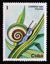 Postage stamp Cuba 1984. Cuban Land Snail Polymita picta