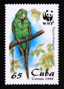 Postage stamp Cuba, 1998. Cuban Parakeet Aratinga euops bird animal portrait Royalty Free Stock Photo