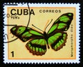 Postage stamp Cuba, 1989. Dido Longwing Metamorpho dido butterfly