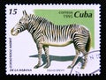 Postage stamp Cuba, 1995. Grevy`s Zebra Equus grevyi