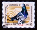 Postage stamp Cuba, 2001. Paloma Empedrado claro Columba livia forma domestica bird