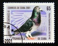 Postage stamp Cuba, 2001. Paloma Empedrado oscuro Columba livia forma domestica bird Royalty Free Stock Photo