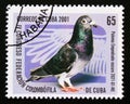 Postage stamp Cuba, 2001. Pigeon Paloma empedrado oscuro Columba livia forma domestica Royalty Free Stock Photo