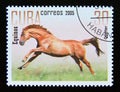 Postage stamp Cuba 2005. Quarter horse breed Equus ferus caballus