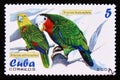Postage stamp Cuba 2005. Yellow crowned Amazon Amazona ochrocephala, Cuban Amazon Amazona leucocephala Royalty Free Stock Photo