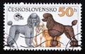 Postage stamp Czechoslovakia 1990. Poodle dog Canis lupus familiaris different Breeds
