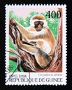 Postage stamp Guinea, 1998. Green Monkey Chlorocebus aethiops Royalty Free Stock Photo