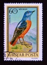 Postage stamp Hungary, 1973. Common Rock Thrush Monticola saxatilis bird Royalty Free Stock Photo