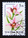 Postage stamp Hungary, Magyar, 1987. Cephalanthera rubra orchid flower