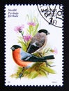 Postage stamp Hungary, Magyar, 1990. Eurasian Bullfinch Pyrrhula pyrrhula bird