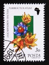 Postage stamp Hungary, Magyar, 1990. Leucadendron flower africa