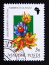 Postage stamp Hungary, Magyar, 1990. Leucadendron flower